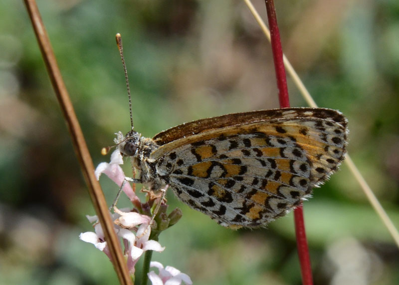 Melitaea trivia ?